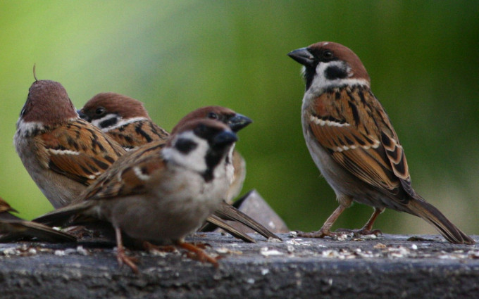Ne veszítsd el a békességedet! – 3. rész